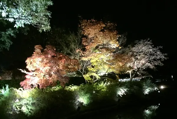 東寺（教王護国寺）の写真・動画_image_224656
