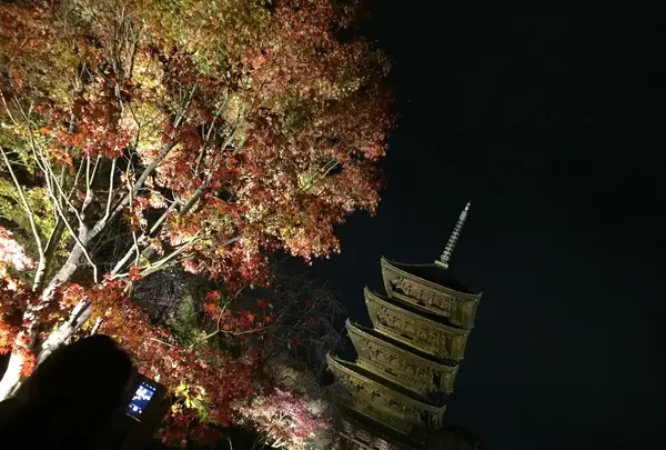 東寺（教王護国寺）の写真・動画_image_224657