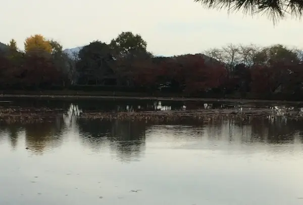 大覚寺の写真・動画_image_224663