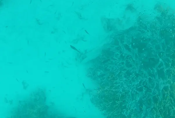 川平湾の写真・動画_image_224773