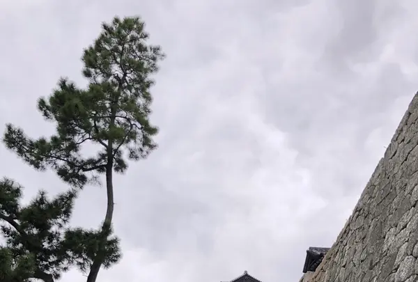 松山城の写真・動画_image_224976