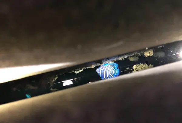 マリンハウス阿波連の写真・動画_image_225264