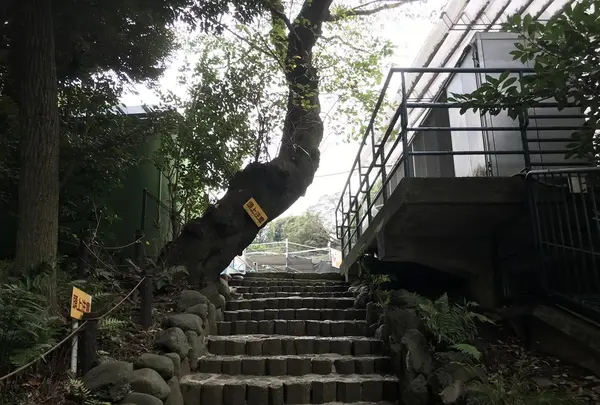 伊勢山皇大神宮の写真・動画_image_226349