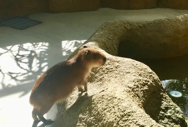 足羽山公園遊園地の写真・動画_image_226554