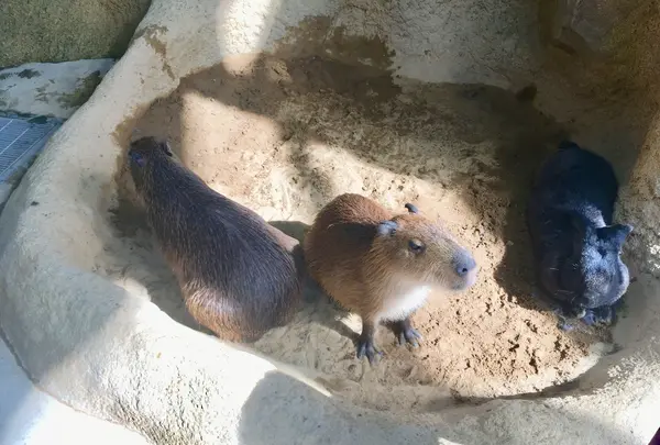 足羽山公園遊園地の写真・動画_image_226555