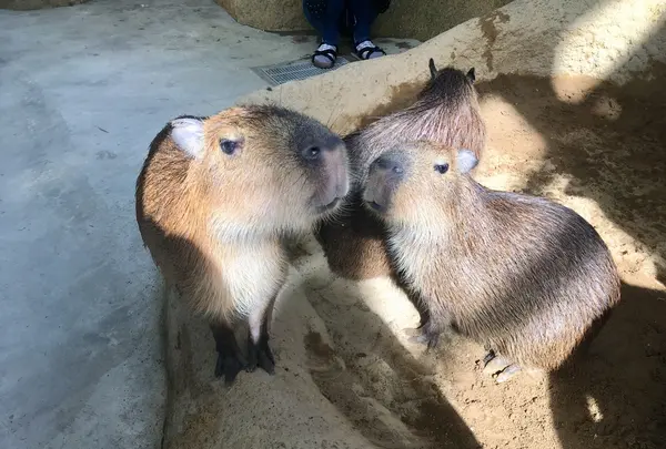 足羽山公園遊園地の写真・動画_image_226556
