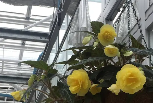 神代植物公園の写真・動画_image_227322