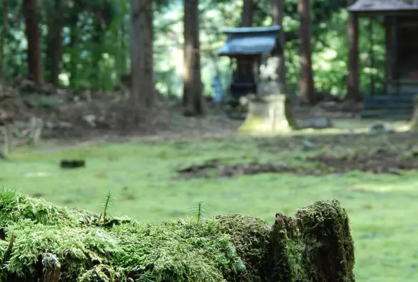 平泉寺白山神社の写真・動画_image_228623