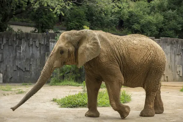 東山動物園の写真・動画_image_228664