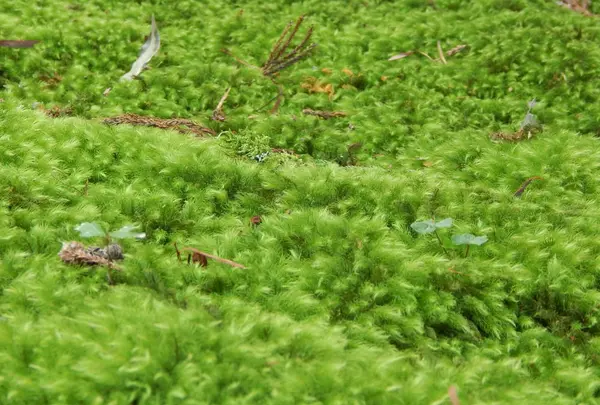 平泉寺白山神社の写真・動画_image_228677