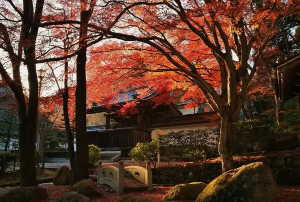 西教寺の写真・動画_image_228846