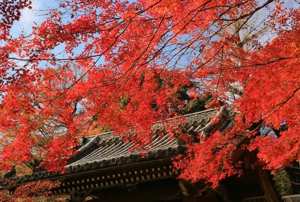 西教寺の写真・動画_image_228847