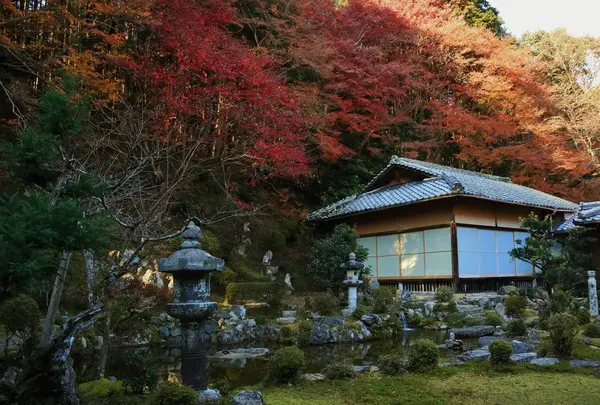 西教寺の写真・動画_image_228852