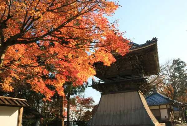 西教寺の写真・動画_image_228853