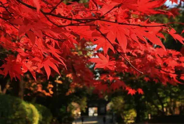 長等山 園城寺（三井寺）の写真・動画_image_228858