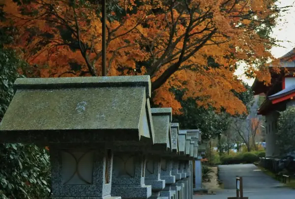 近江神宮の写真・動画_image_228880