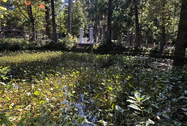 羽黒山の写真・動画_image_229931