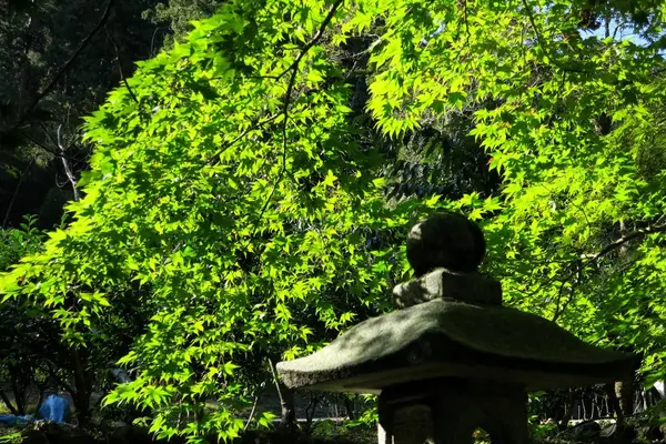 谷汲山　華厳寺の写真・動画_image_230195