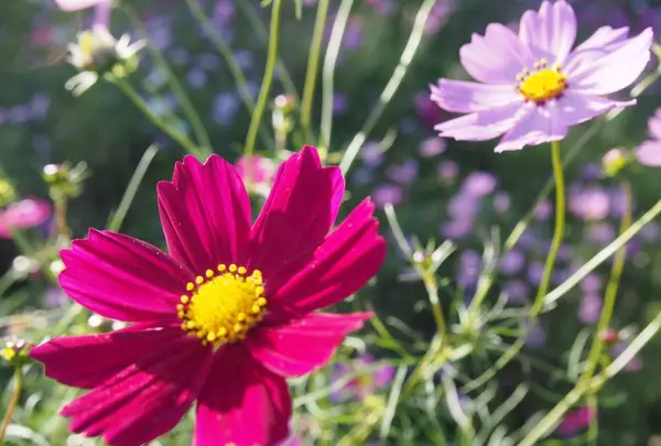 国営昭和記念公園の写真・動画_image_230472