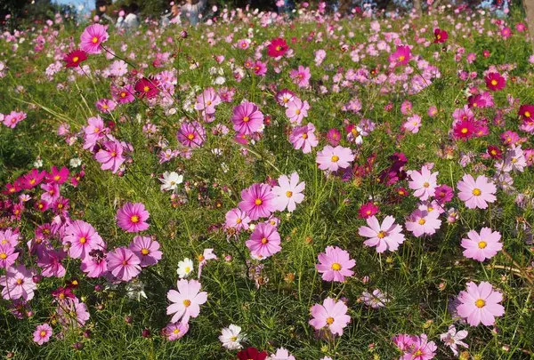 国営昭和記念公園の写真・動画_image_230474