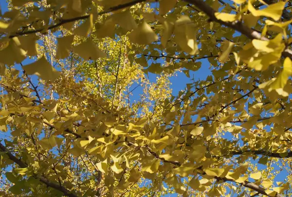 国営昭和記念公園の写真・動画_image_230476