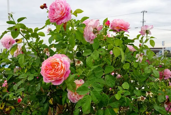 道の駅 パレットピアおおのの写真・動画_image_230627