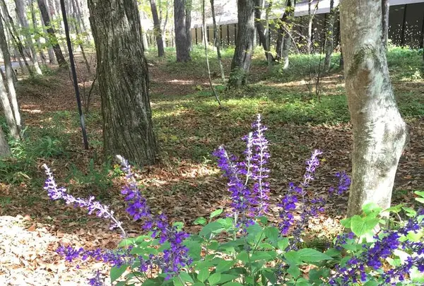 石の教会 内村鑑三記念堂の写真・動画_image_231510