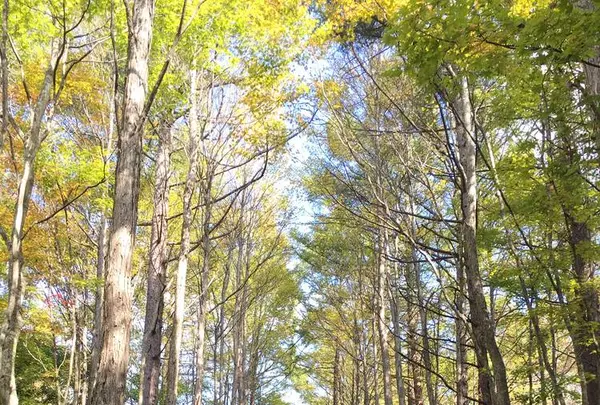 石の教会 内村鑑三記念堂の写真・動画_image_231514