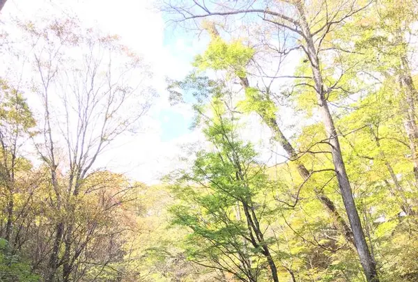 白糸の滝の写真・動画_image_231638