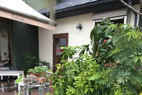 ナチュラル カフェイーナの写真・動画_image_231908