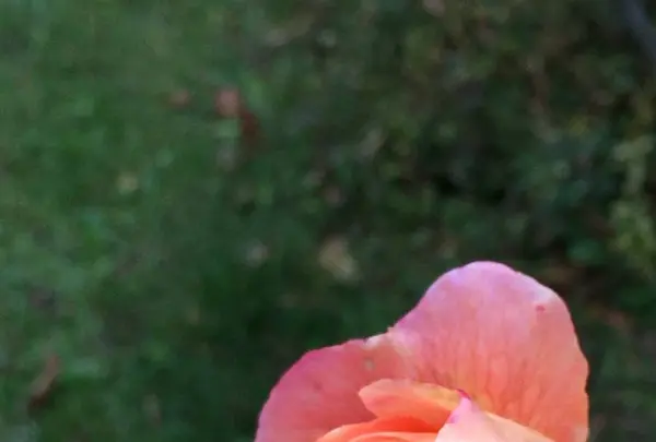 軽井沢タリアセンの写真・動画_image_231926