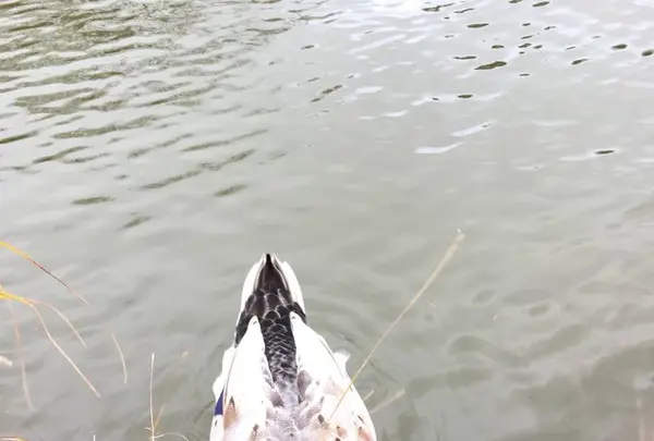 軽井沢タリアセンの写真・動画_image_231931