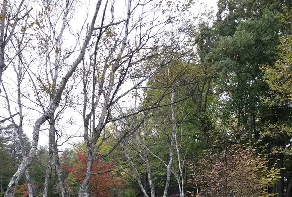 軽井沢タリアセンの写真・動画_image_231932