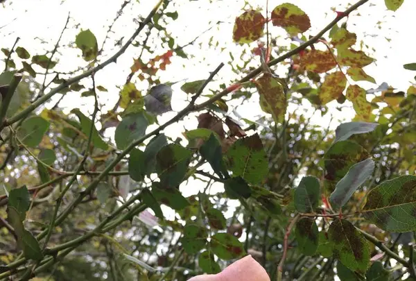 軽井沢タリアセンの写真・動画_image_231935