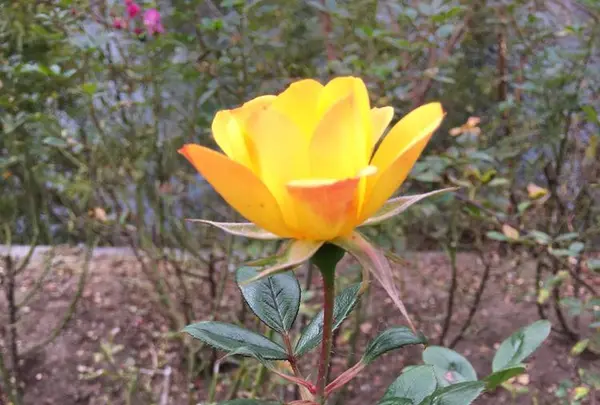 軽井沢タリアセンの写真・動画_image_231936