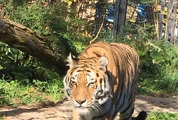 円山動物園の写真・動画_image_232776