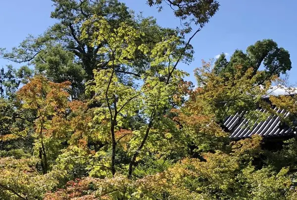 金閣寺（鹿苑寺）の写真・動画_image_232895