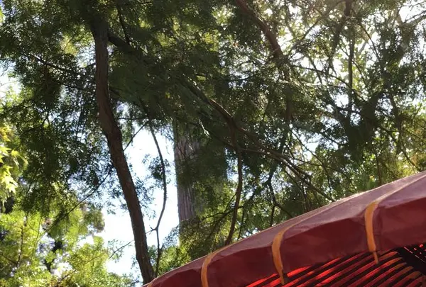 金閣寺（鹿苑寺）の写真・動画_image_232899