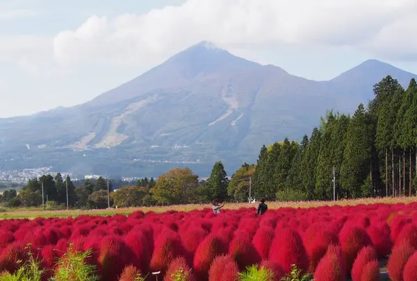 猪苗代ハーブ園の写真・動画_image_232921