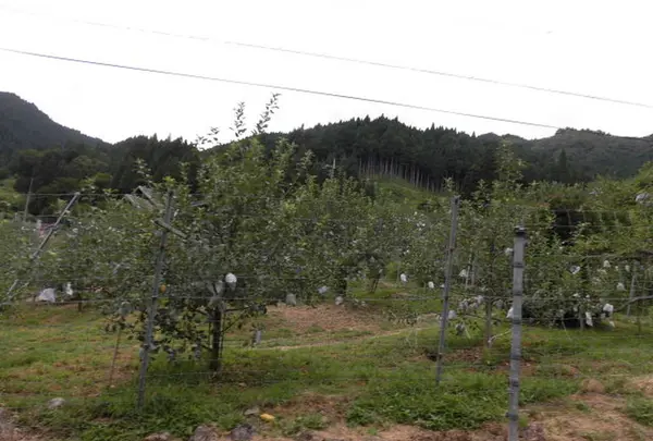 原観光りんご園の写真・動画_image_233599