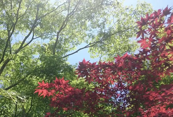 箱根湿生花園の写真・動画_image_234364