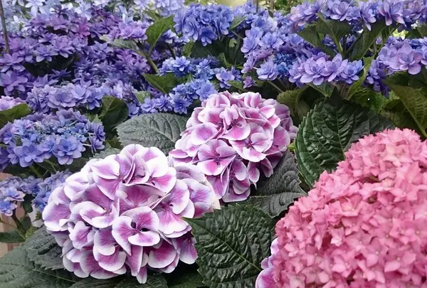 箱根強羅公園の写真・動画_image_234367