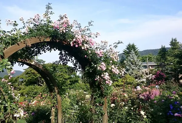 箱根強羅公園の写真・動画_image_234370