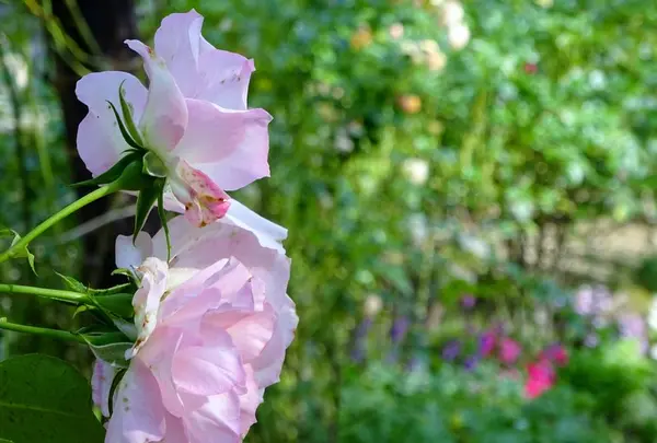 神戸布引ハーブ園の写真・動画_image_234779