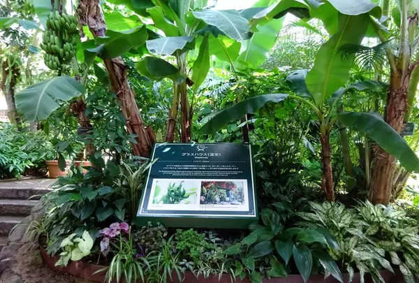 神戸布引ハーブ園の写真・動画_image_234781