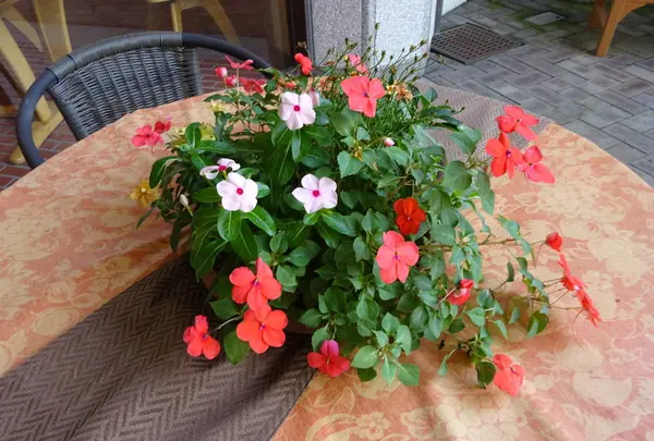 神戸布引ハーブ園の写真・動画_image_234785