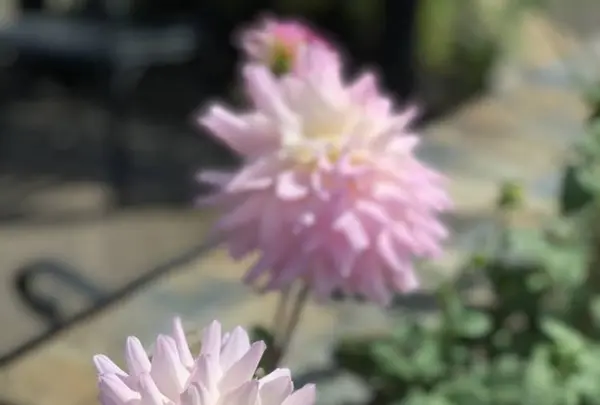 鳥取県立フラワーパークとっとり花回廊の写真・動画_image_234861