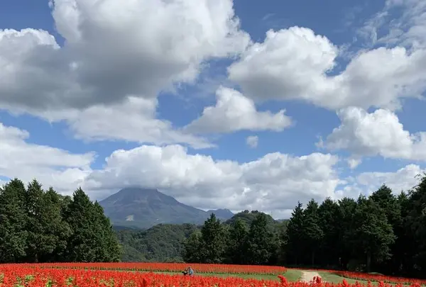 鳥取県立フラワーパークとっとり花回廊の写真・動画_image_234869