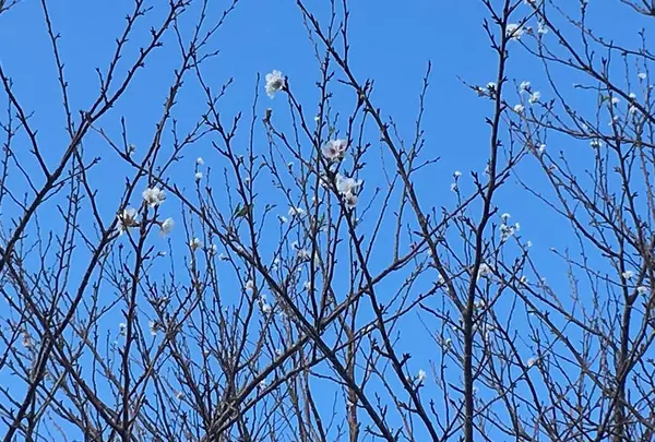 大野岳の写真・動画_image_235832