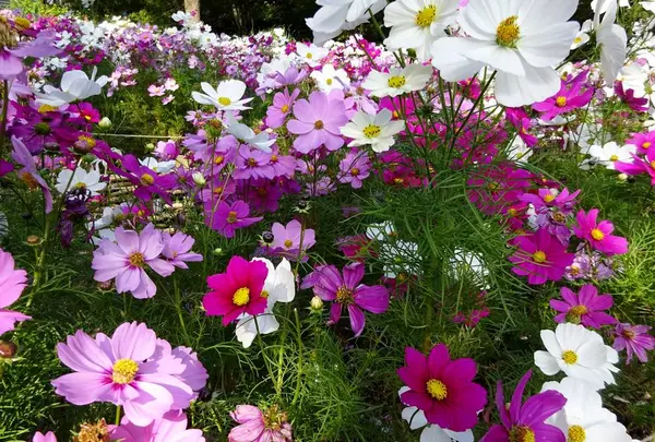 神戸布引ハーブ園の写真・動画_image_235857